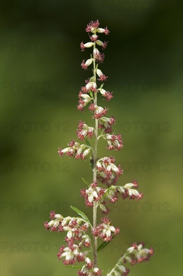 Mugwort or Common Wormwood (Artemisia vulgaris)