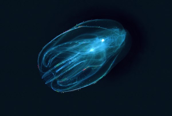 Warty comb jelly or Sea walnut (Mnemiopsis leidyi)