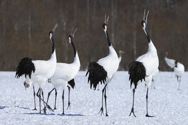 Red-crowned Cranes