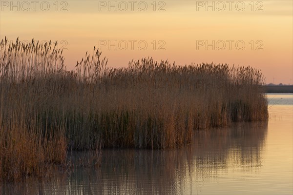 Reeds in the morning light at Darscho-Lacke or Warmsee Lake