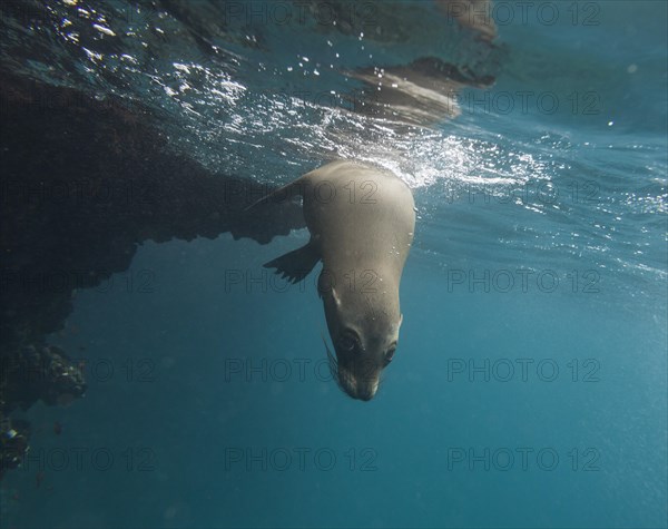 Galapagos Sea Lion (Zalophus wollebaeki) under water