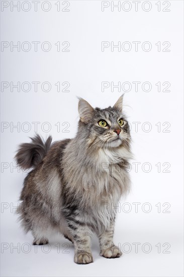 Maine Coon cat