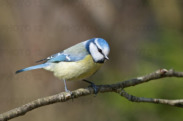 Blue Tit (Cyanistes caeruleus or Parus caeruleus)