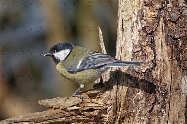 Great Tit (Parus major)