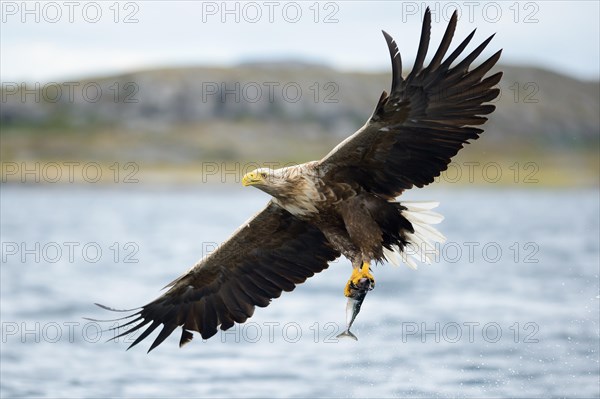 White-tailed Eagle or Sea Eagle (Haliaeetus albicilla) with outstretched wings flying away with a captured fish