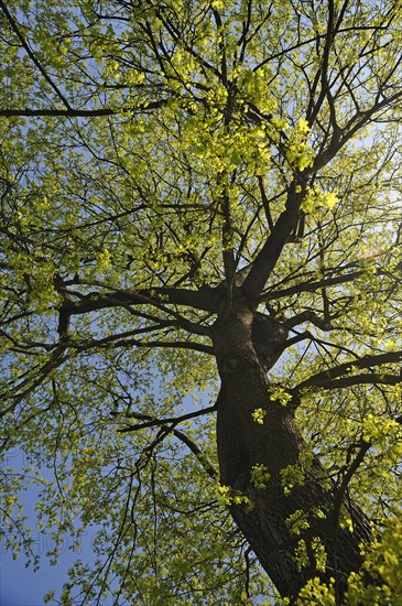 Norway Maple (Acer platanoides) in April