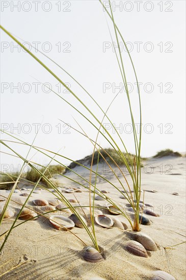 Shells and grass in the dunes