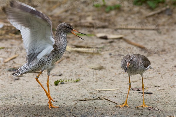 Redshanks (Tringa totanus) during courtship