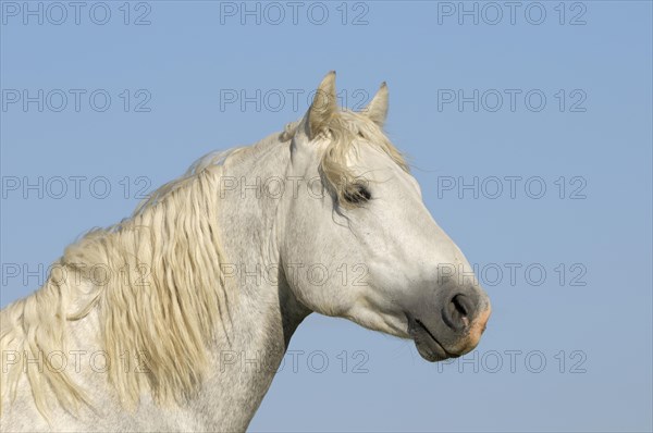 Connemara pony stallion