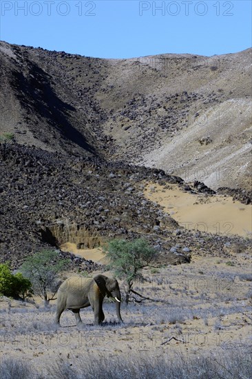 African Elephant (Loxodonta africana)