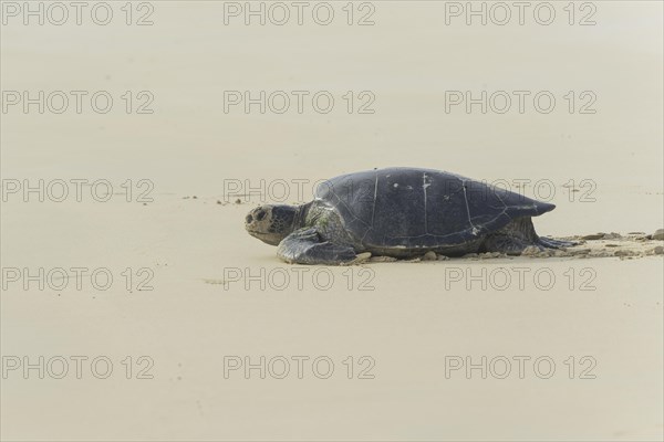 Green Sea Turtle or Pacific Green Turtle (Chelonia mydas japonica) on its way to the sea