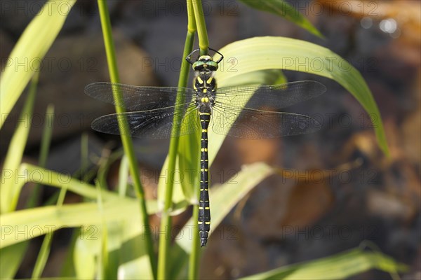 Golden-ringed Dragonfly (Cordulegaster boltoni) resting on a bulrush