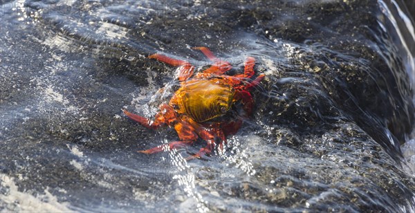 Red Rock Crab (Grapsus grapsus) on a rock in the surf