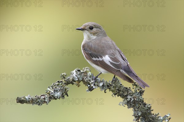 European Pied Flycatcher (Ficedula hypoleuca)