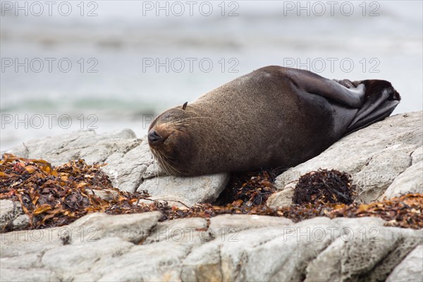 New Zealand Fur Seal (Arctocephalus forsteri) sleeping on a rock