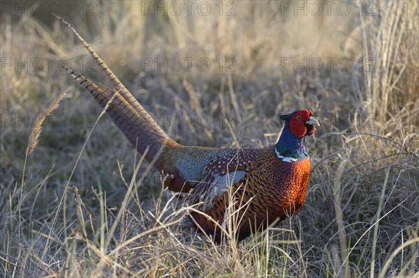 Common Pheasant (Phasianus colchicus) in the evening light