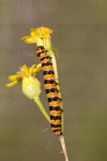 Cinnabar Moth (Tyria jacobaeae)