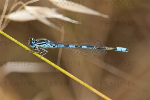 Dainty Damselfly (Coenagrion scitulum)