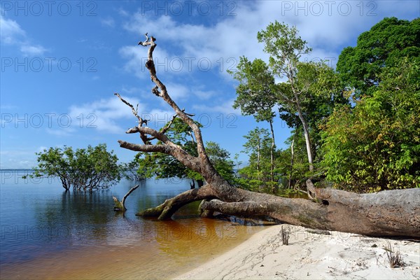 Tree trunk of a giant rainforest tree on the banks of the Amazon and Rio Solimoes