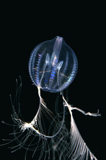 Small Sea Gooseberry (Pleurobrachia pileus)