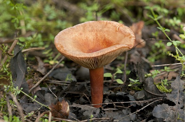 Liver Milkcap (Lactarius hepaticus)