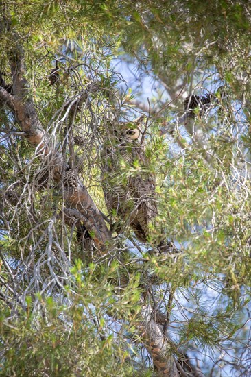 Great horned owl (Bubo virginianus) sits camouflaged in tree