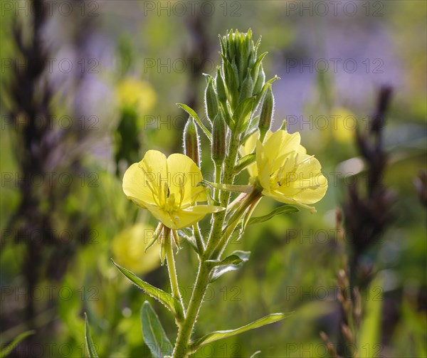 Common evening primrose (Oenothera biennis)