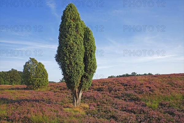 Heath landscape with flowering Common Heather (Calluna vulgaris) and juniper (Juniperus communis)