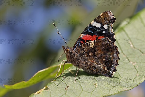 Red Admiral (Vanessa atalanta) sits with closed wings on leaf