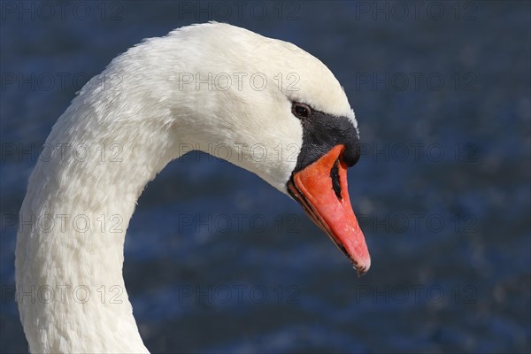 Mute swan (Cygnus olor)