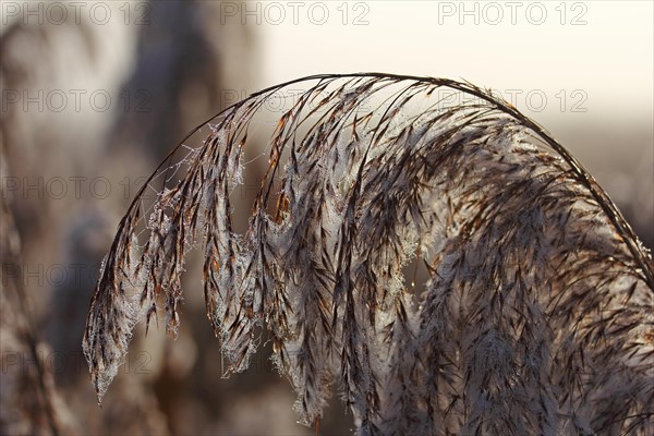 Hoarfrost on reeds