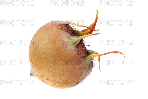 Common Medlar (Mespilus germanica)