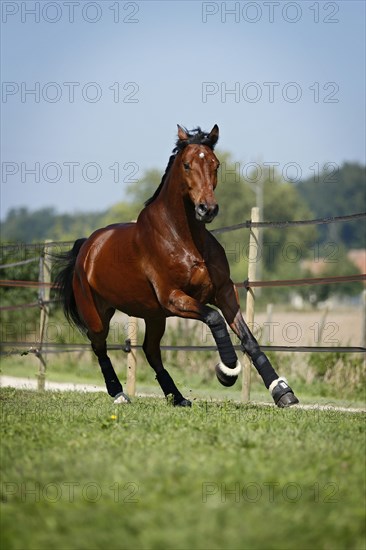 Holsteiner horse