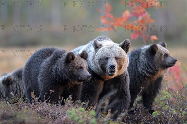 Brown Bears (Ursus arctos)