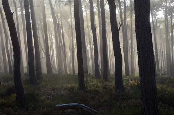 Misty autumn forest with oak trees and pines