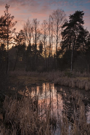 Bog in Schwenninger Moos Nature Reserve
