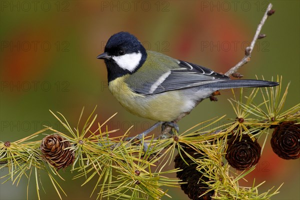 Great Tit (Parus major)