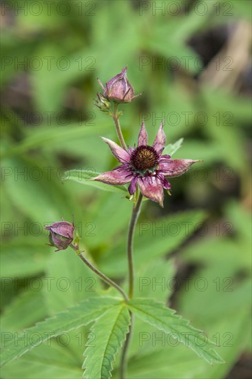 Purple Marshlocks or Swamp Cinquefoil (Potentilla palustris)