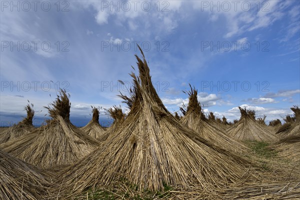 Reed put up for drying