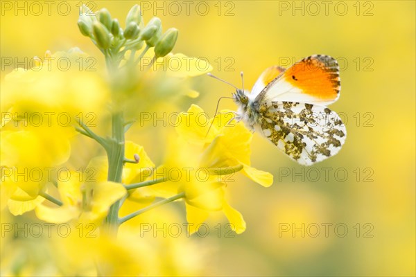 Orange Tip (Anthocharis cardamines)