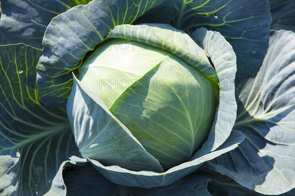 White Cabbage (Brassica oleracea)