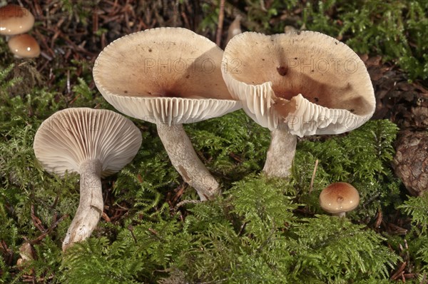 Funnel Cap (Clitocybe costata)