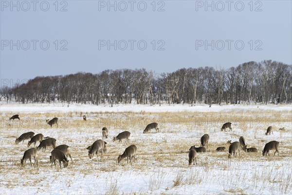 Hokkaido sika deer