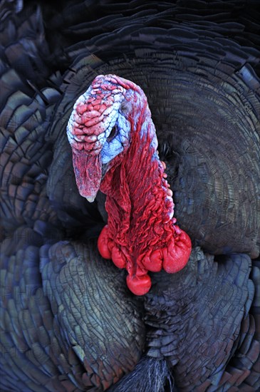 Turkey (Meleagris gallopavo)