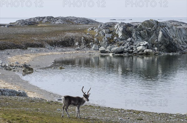 Svalbard Reindeer (Rangifer tarandus platyrhynchus)