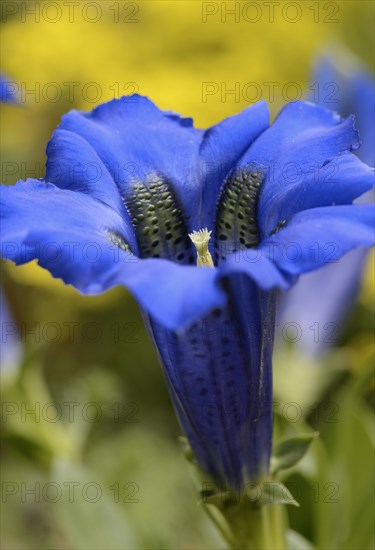 Gentian (Gentiana clusii)