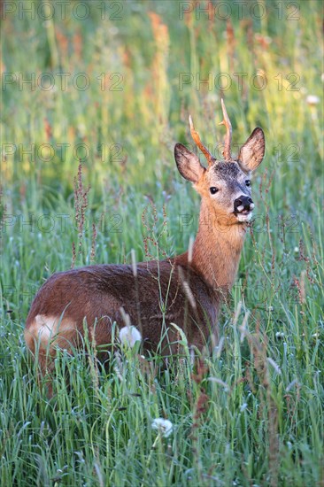 Roe deer (Capreolus capreolus)