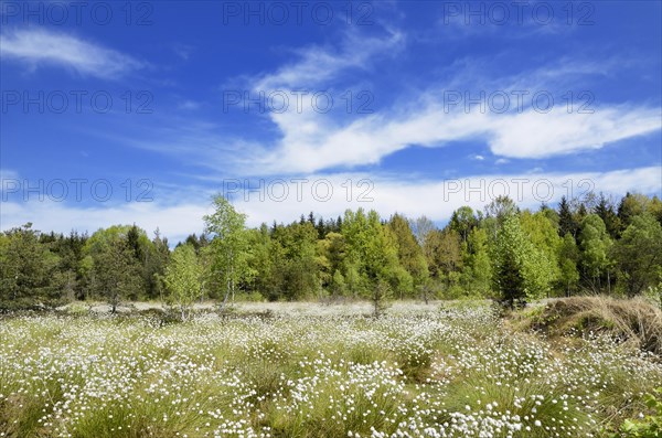 Flooded bog with blooming Hare's-tail Cottongrass