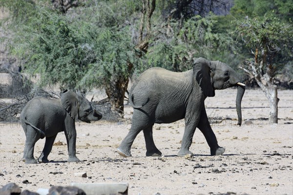 African elephants (Loxodonta africana)