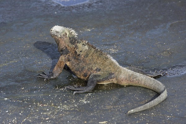 Marine Iguana (Amblyrhynchus cristatus)